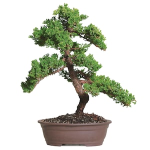 20% Off Select Brussel’s Bonsai Trees