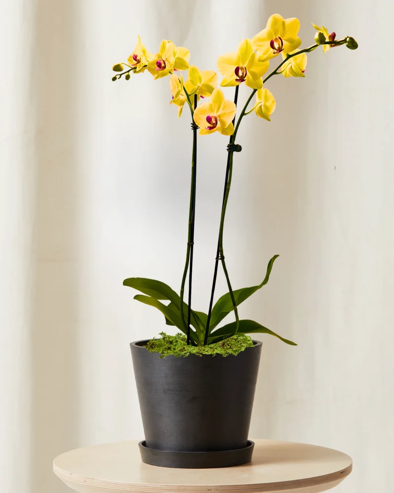 Image of 2 ft Yellow Orchid