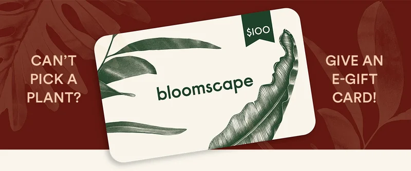 shop all plants