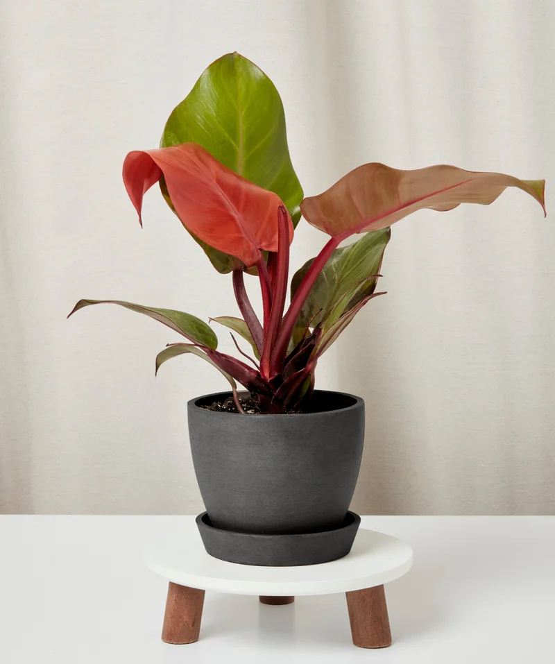Image of Philodendron Sun Red