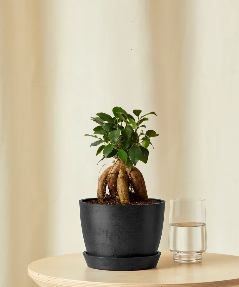 Image of Ficus Ginseng