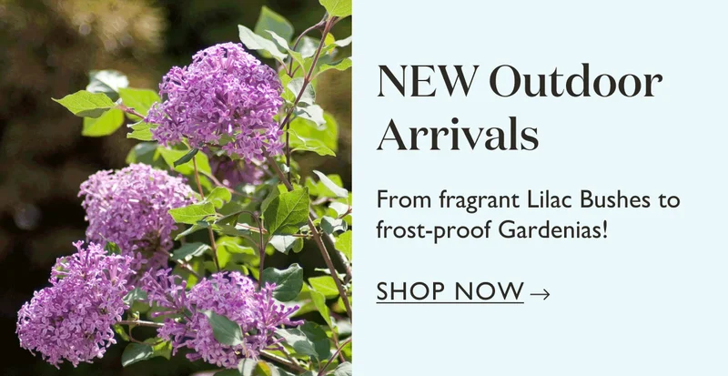 Shop New Outdoor Arrivals! From fragrant Lilac Bushes to frost-proof Gardenias. Shop now.