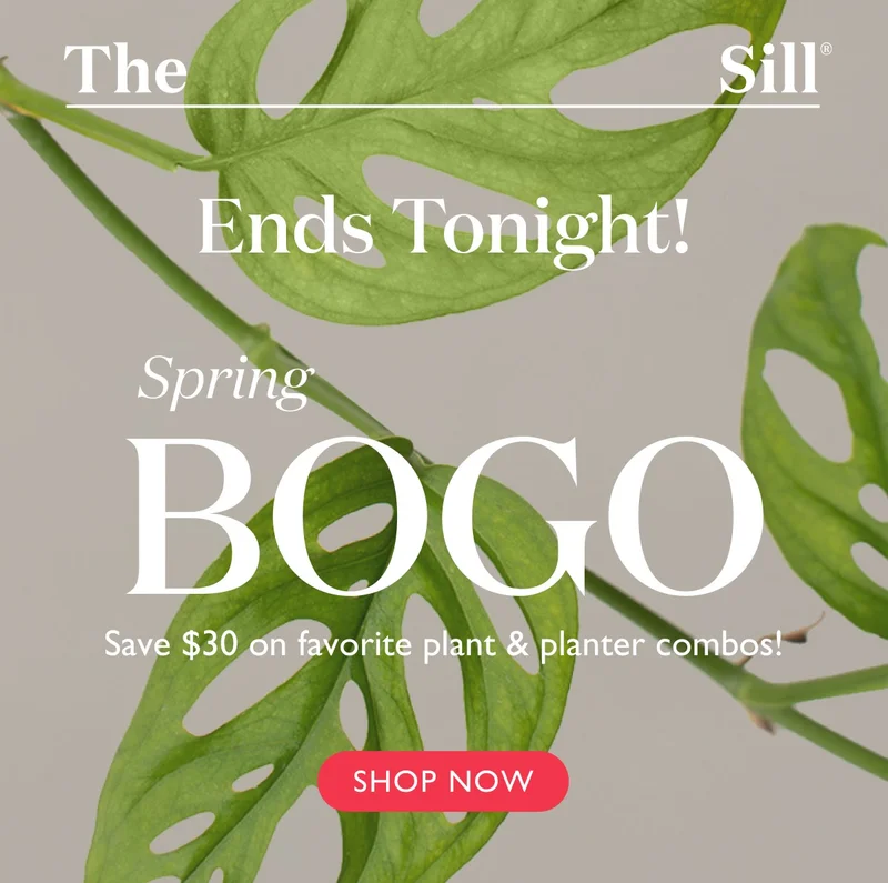 Our Spring BOGO Ends Tonight! Shop now.