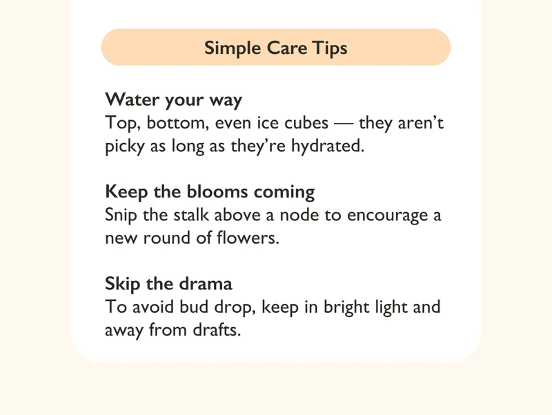 Pictured: Simple Care Tips for Orchids