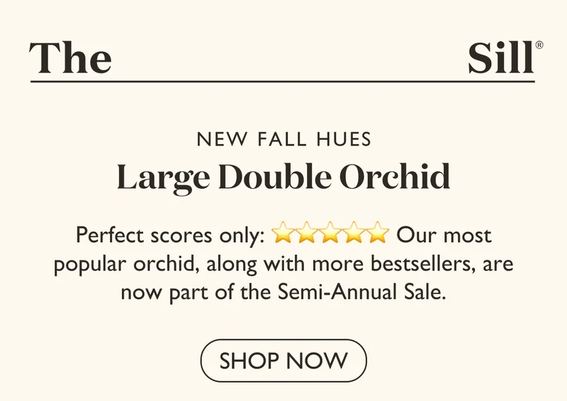Our most popular orchid, along with more bestsellers, are now part of the Semi-Annual Sale.