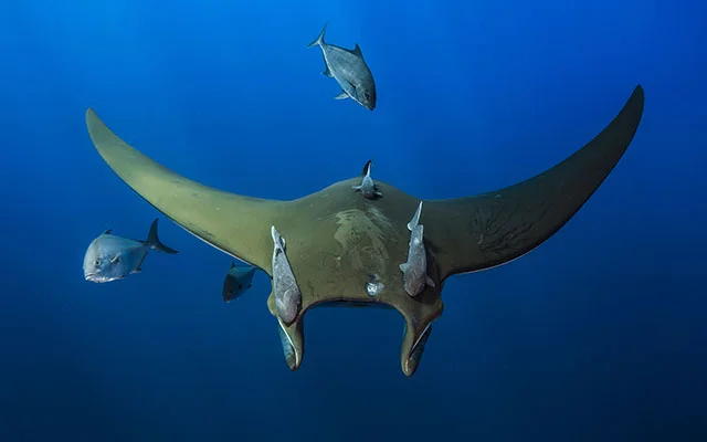 Tiger sharks feeding on the carcass of a dead cow off the coast of Norfolk Island in Australia, are exceptionally large. Researchers wondered whether their strange diet could explain their huge size.