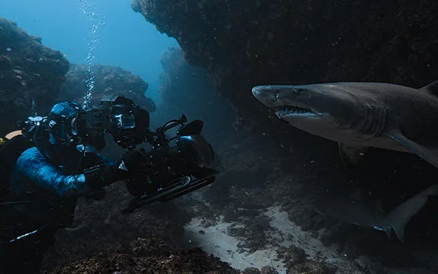 A classic example of phoresy, the remora uses a modified fin that latches onto larger animals like a suction cup. Here three remoras (Remora brachyptera) ride a Chilean devil ray (Mobula tarapacana) off the coast of Santa Maria Island, Azores.