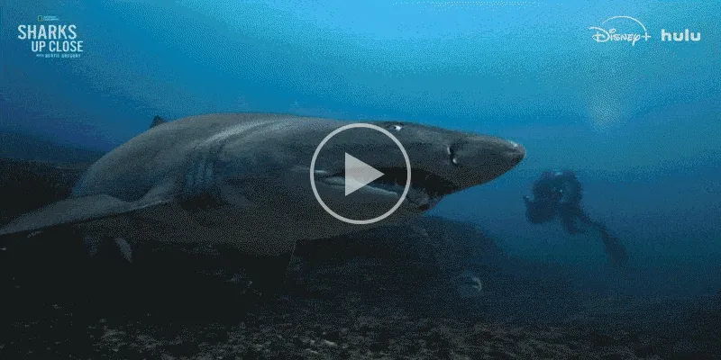 Sharks up Close Trailer