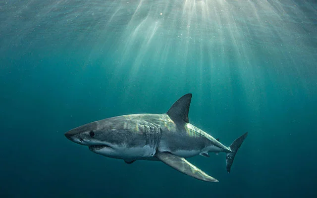 Great white sharks, like this one pictured in 2014, were once common residents in the waters around Seal Island in False Bay, South Africa.