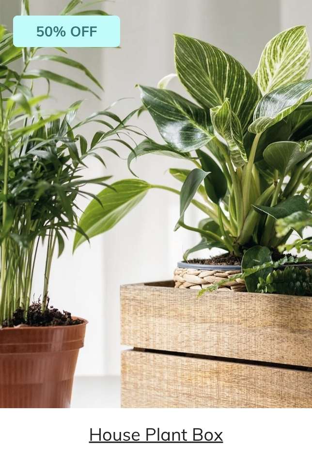 HOUSE PLANT BOX