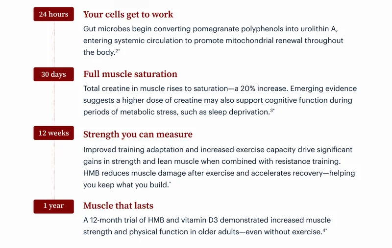 Your cells get to work | Full muscle saturation | Strength you can measure | Muscle that lasts