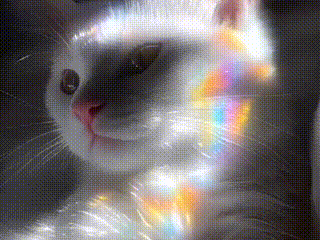 A video of a white cat with rainbows moving across it's fur.