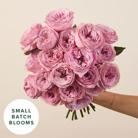 Peony Kiss Garden Roses