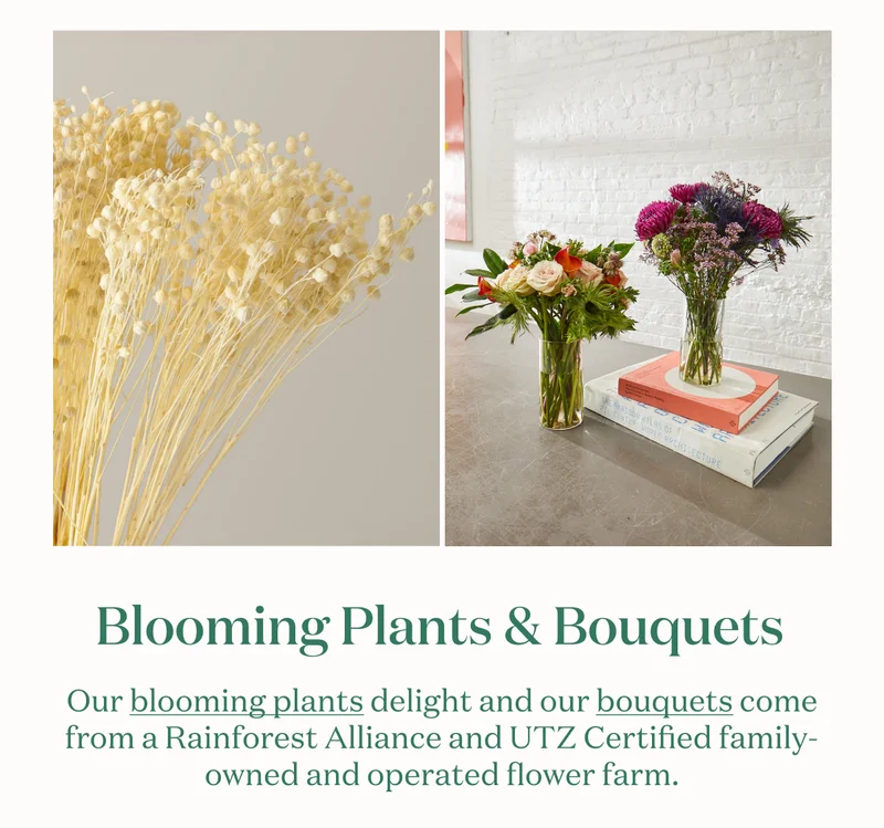 Blooming Plants and Bouquets. Our blooming plants delight and our bouquets come from a Rainforest Alliance and UTZ Certified family-owned and operated flower farm.