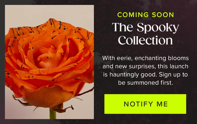 Coming Soon: The Spooky Collection! With eerie, enchanting blooms and new surprises, this launch is hauntingly good. Sign up to be summoned first. Notify Me.