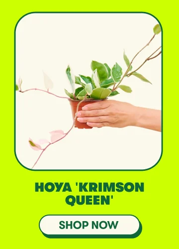 Hoya 'Krimson Queen'