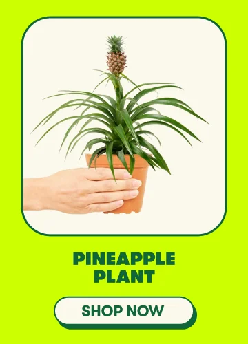 Pineapple Plant
