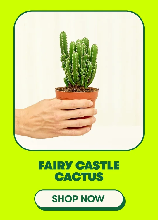 Fairy Castle Cactus