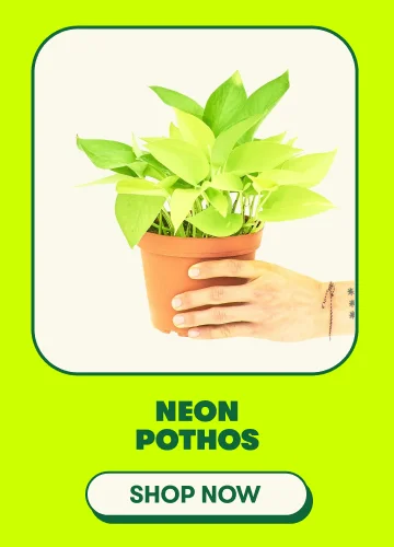 Neon Pothos