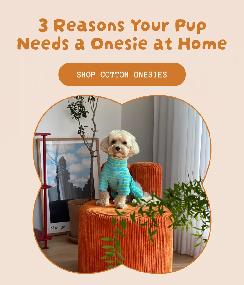 3 Reasons Your Pup Needs a Onesie at Home