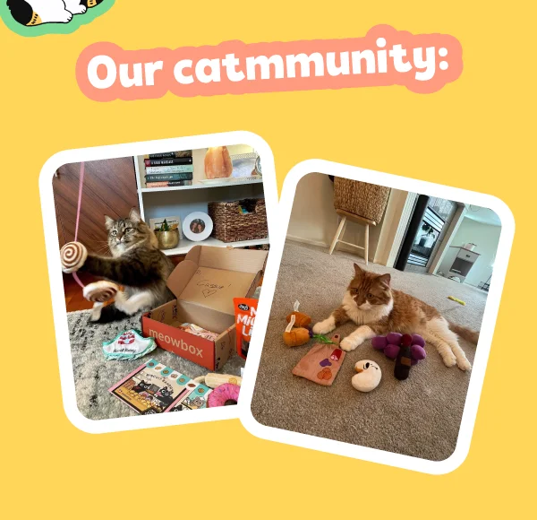 Our catmmunity! Images of other meowbox kitties enjoying their meowbox themes (Biscuit Bakery and Napaw Valley Wine Tour)