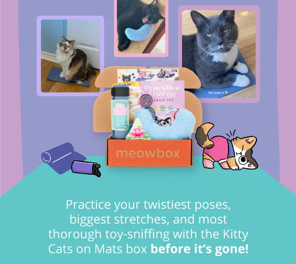 Photos frames of cats playing with the Kitty Cats on Mats meowbox toys. From left to right, a brown spotted white cat sitting on a yoga mat, a black cat lying on the Feline Flow Yoga pillow yawning with his mouth open, and a grey and white cat sitting on the yoga mat, looking at the camera. Below image of the Kitty Cats on Mats meowbox (with Pawsitive Energy Chakra Chaser Toy, Biiig Stretch! Yoga Mat, Feline Flow Yoga Pillow cat toys and more.) Practice your twistiest poses, biggest stretches, and most thorough toy-sniffing with the Kitty Cats on Mats box before it’s gone!