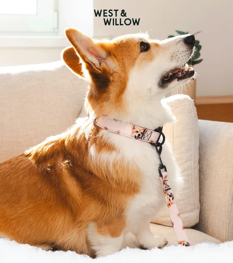 Collars and Leashes