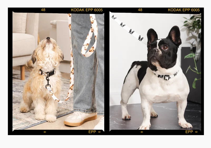 Collars and Leashes