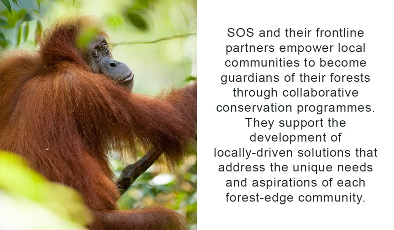 Sumatran Orangutan Society - Info 1