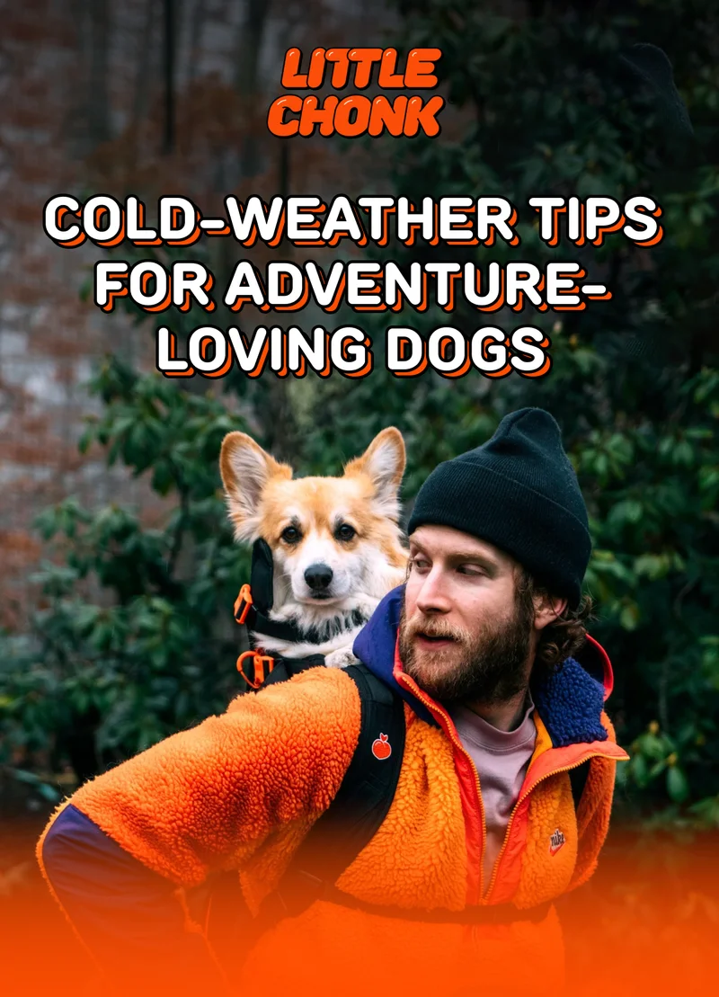 Winter doesn’t have to mean staying indoors – the season is full of opportunities for adventures with your dog!