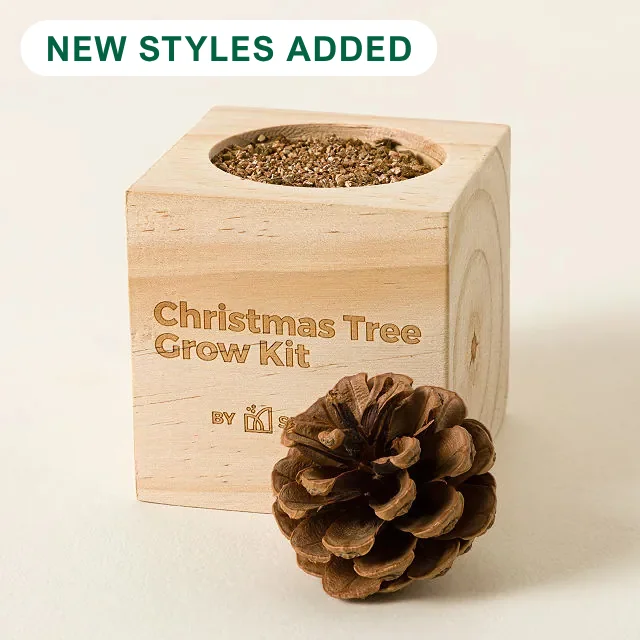 Mini Christmas Tree Grow Kit