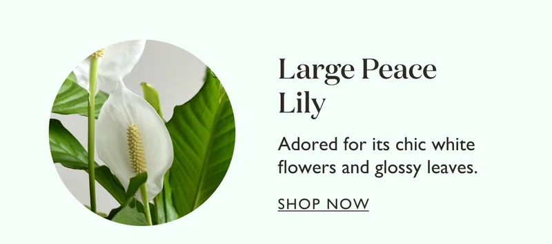 Large Peace Lily: Adored for its chic white flowers and glossy leaves.