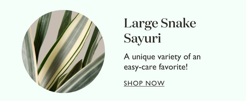 Large Snake Sayuri: A unique variety of an easy-care favorite!