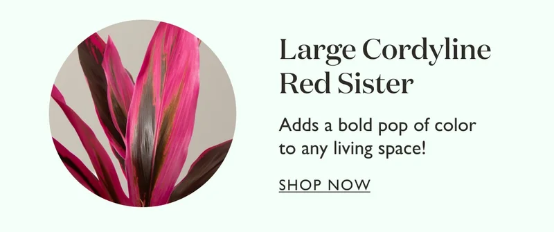 Large Cordyline Red Sister: Adds a bold pop of color to any living space!