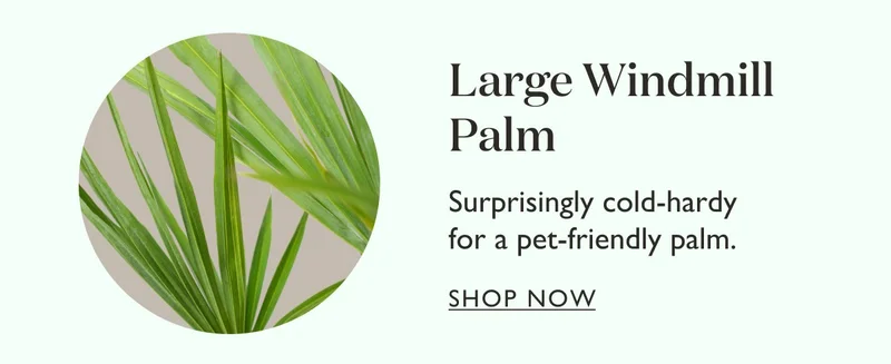 Large Windmill Palm: Surprisingly cold-hardy for a pet-friendly palm.