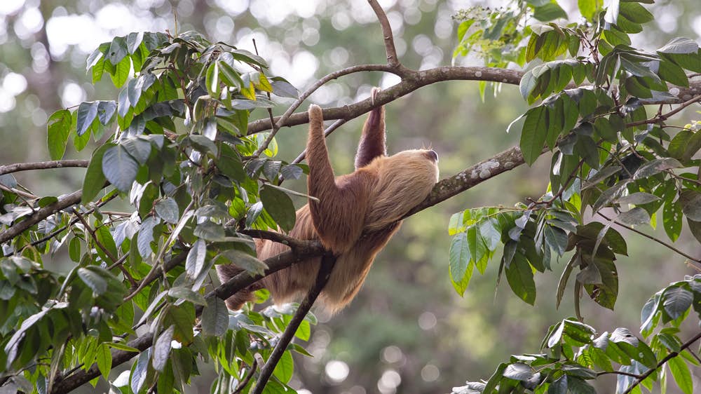 Sloth in gardens