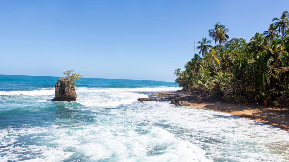The ocean with palm trees along the coast