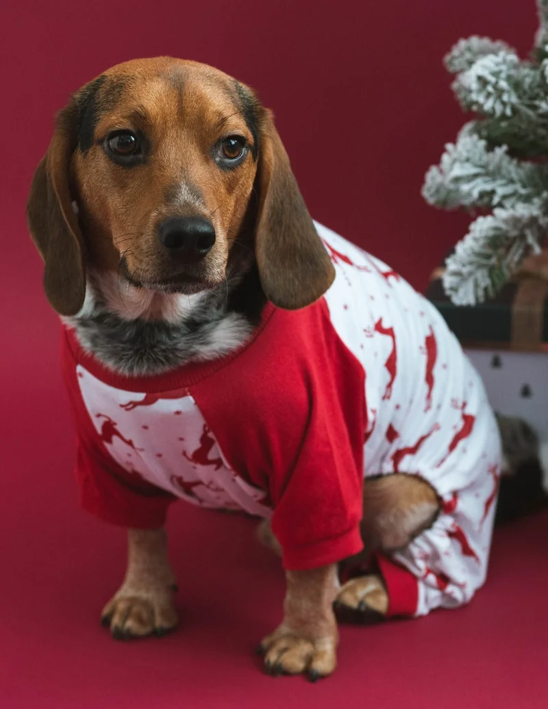 Image of Dog Cotton Reindeer Pajamas