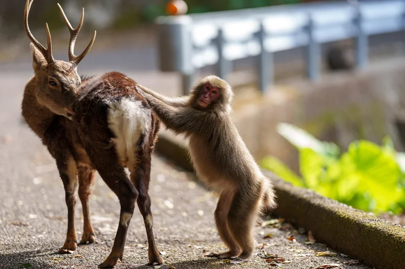 A female macaque prepares to mount a sika deer in November 2023 on Yakushima Island in Japan.