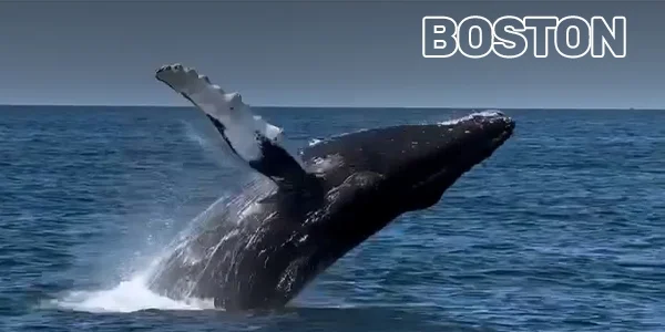 Boston*