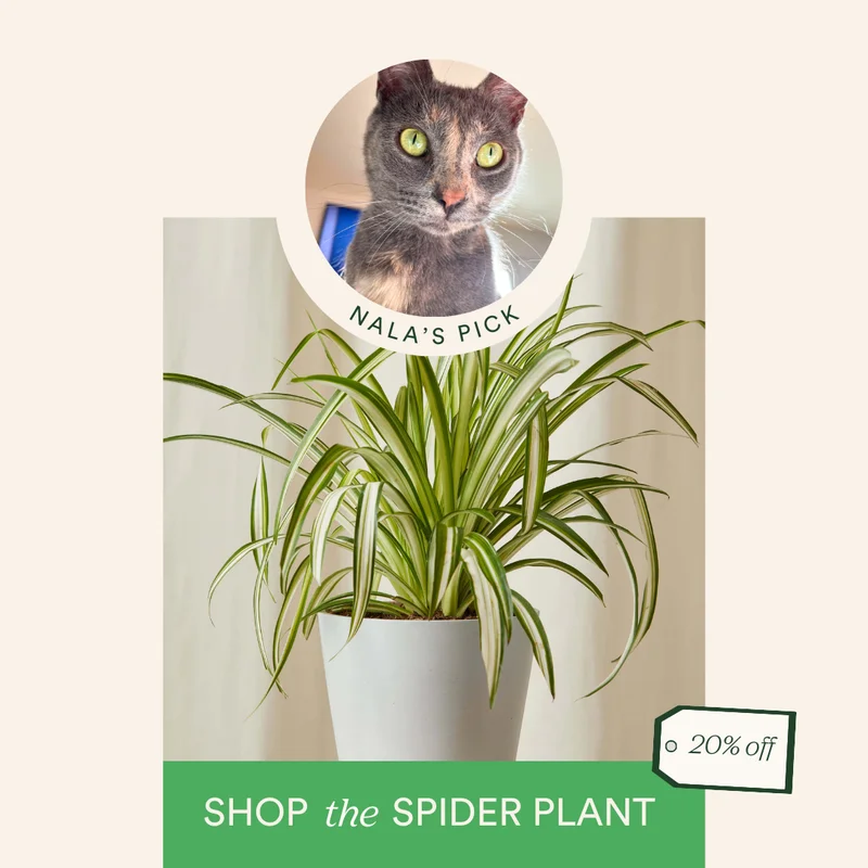 rosco's pick: save 20% on the spider plant