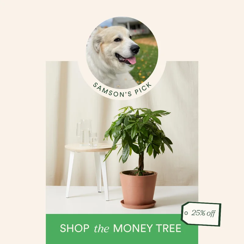 samson's pick: save 25% on the money tree