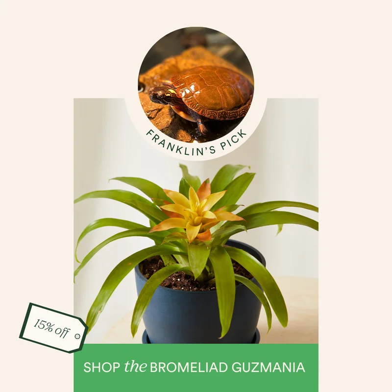 franklin's pick: save 15% on the bromeliad guzmania