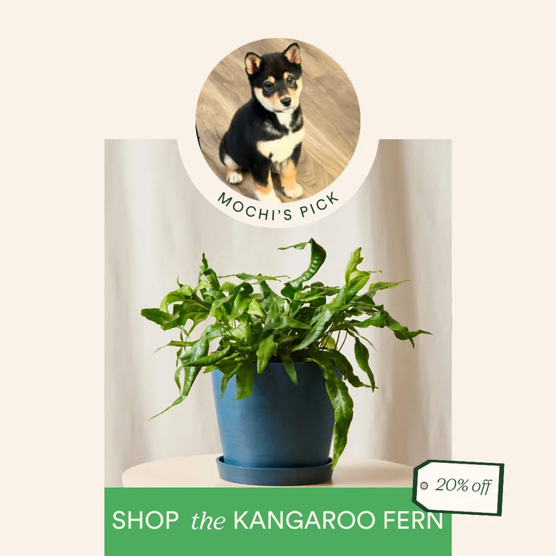 mochi's pick: save 20% on the kangaroo fern