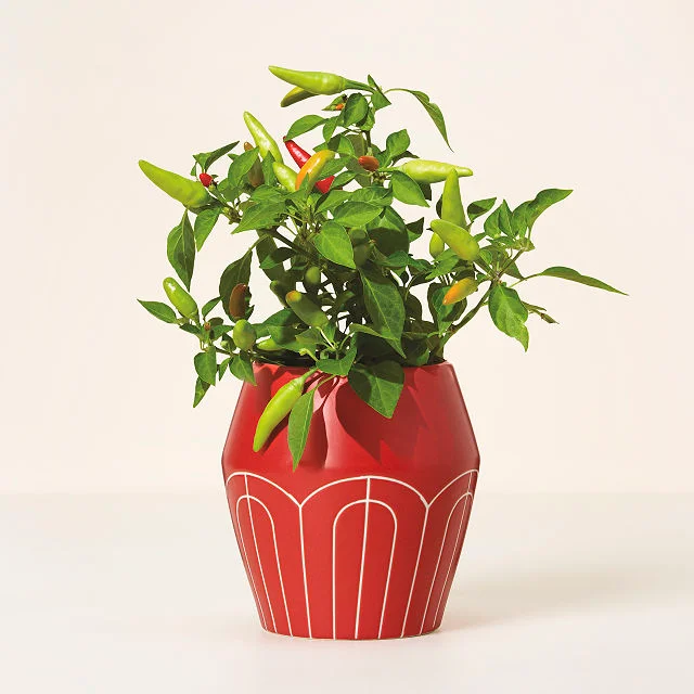 Self-Watering Chili Pepper Planter
