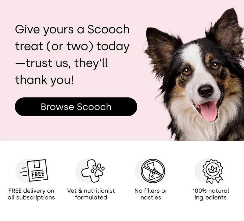 Give yours a Scooch treat (or two) today—trust us, they’ll thank you! - Browse Scooch