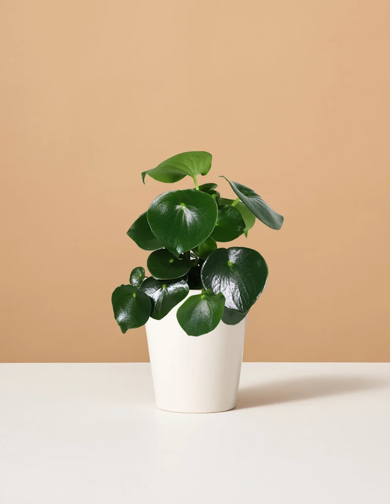 Image of Peperomia Raindrop