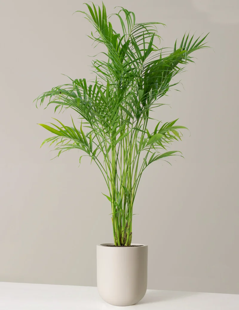 Image of Large Cat Palm