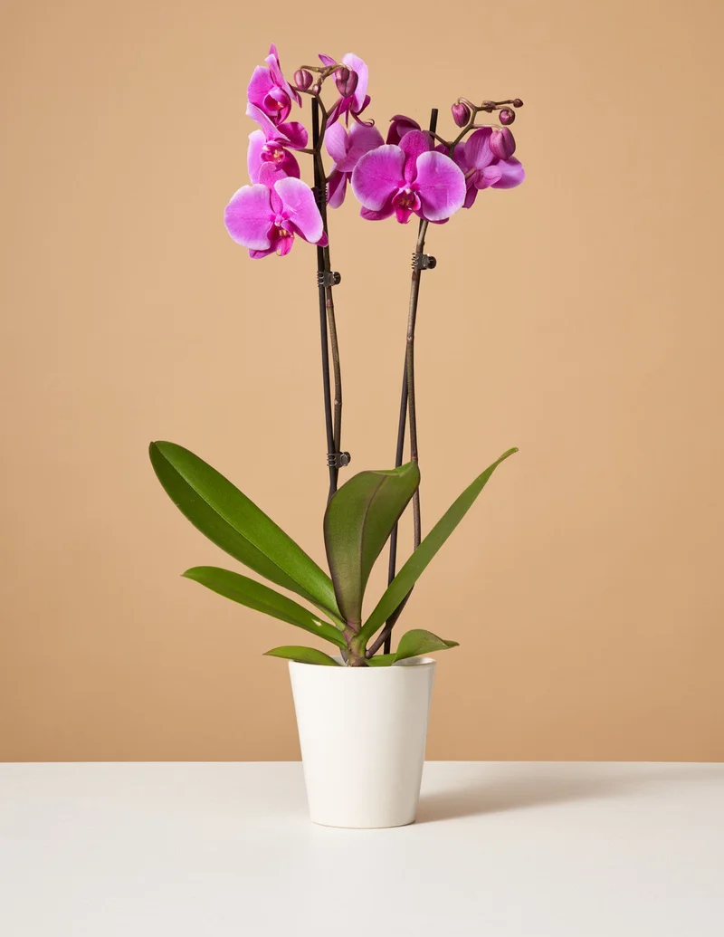 Image of Purple Orchid