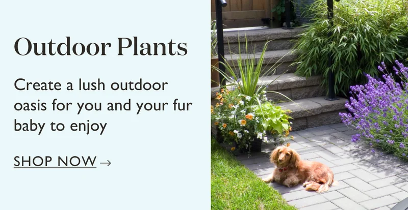 Create a lush outdoor oasis for you and your fur baby to enjoy with outdoor plants.